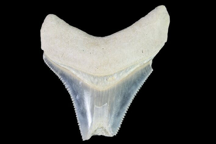 Bargain, Fossil Megalodon Tooth - Florida #108376